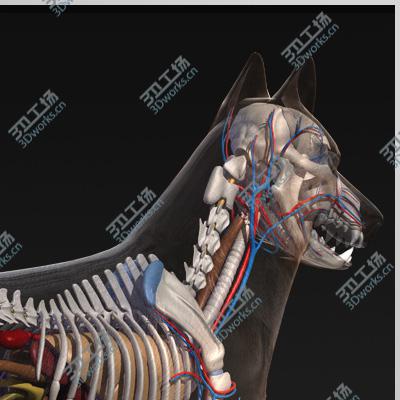 images/goods_img/2021040233/German Shepherd Anatomy/4.jpg